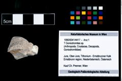 Foto (Objekt + Etikett) von ? Goniodromites sp.  (NHMW-GEO-1990-0041-4417)
